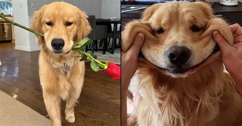 What It Means to Be a Golden Retriever Boyfriend